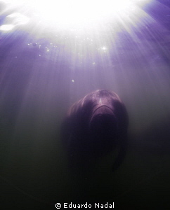 manatee tours by Eduardo Nadal 